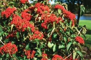 Viburnum 'Cardinal Candy' 